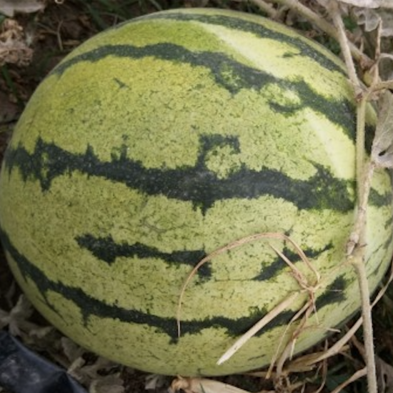 Alacalı Watermelons