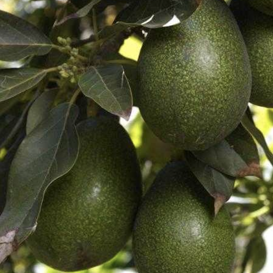 Bacon Avocados