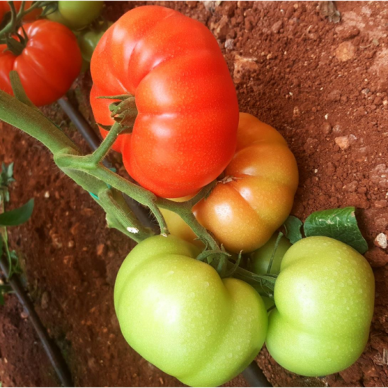 Beef Tomatoes Toklu F1