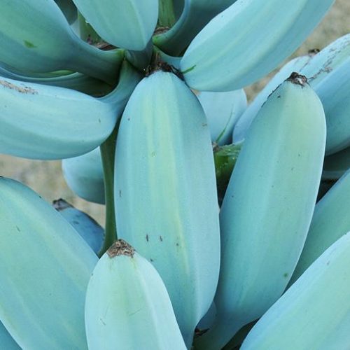Blue Java Bananas - Fresh Fruit Turkey Export Company From Turkey