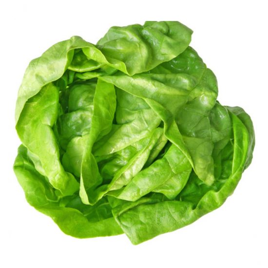 Butterhead Lettuce