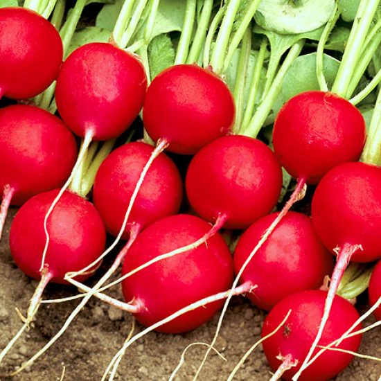 Celesta Radishes