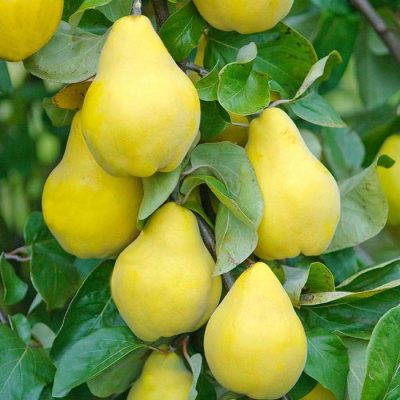 Champion Quince