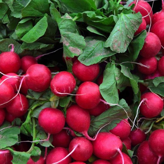 Champion Radishes