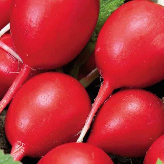 Champion Radishes