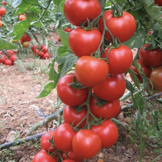 Cherry Tomatoes Multy F1