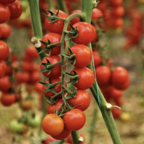 Cherry Tomatoes Salkito F1