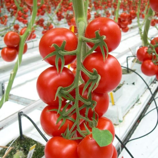 Cherry Tomatoes Trend F1