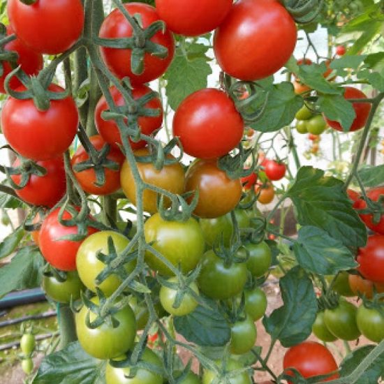 Cherry Tomatoes Verty F1