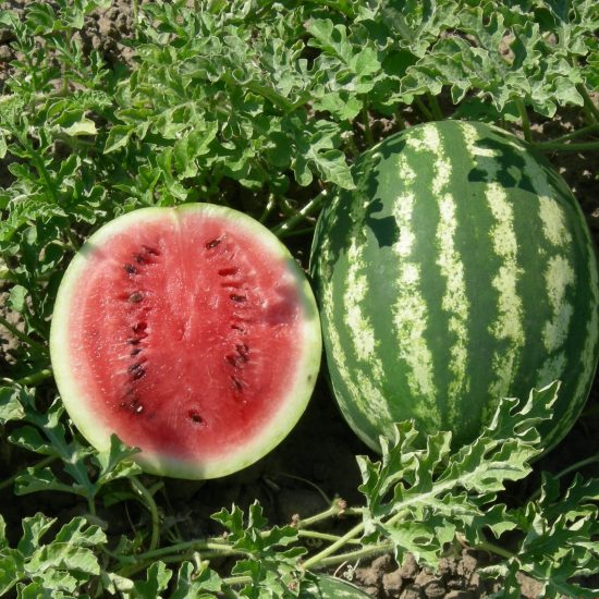 Crimson Sweet Watermelons