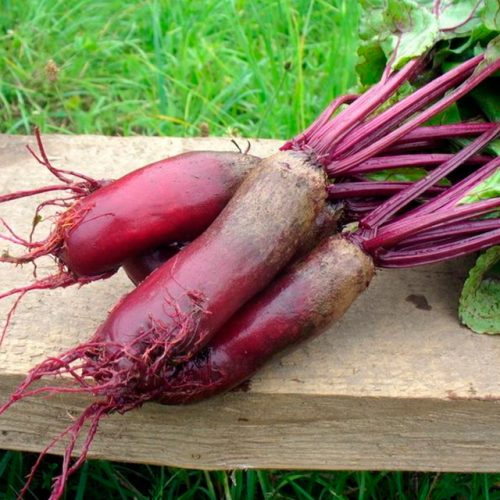 Eclipse Beets