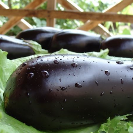 Eggplant Baikal F1