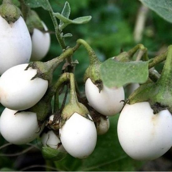 Eggplant Ping Pong F1