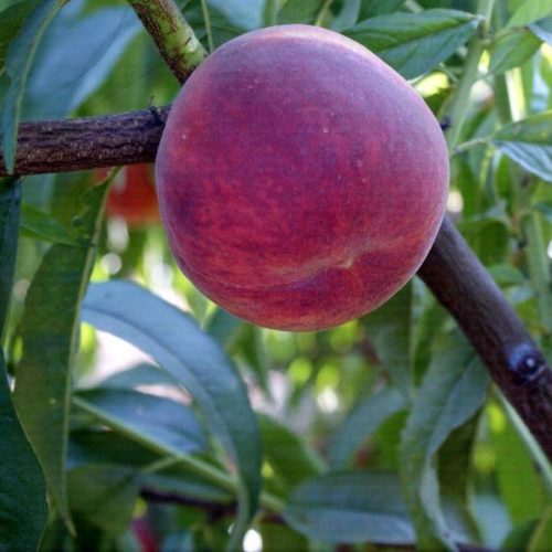 Elegant Lady Peaches