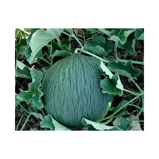 Hasan Bey Melons