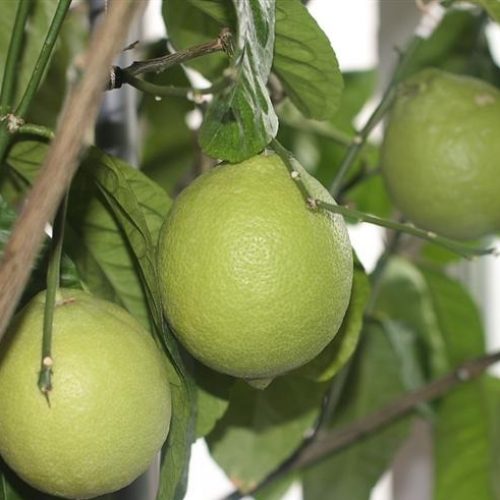 İnterdonato Lemons
