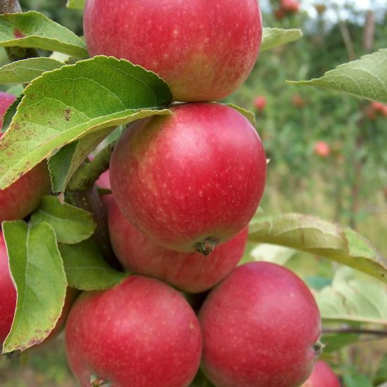 Jonathan Apples