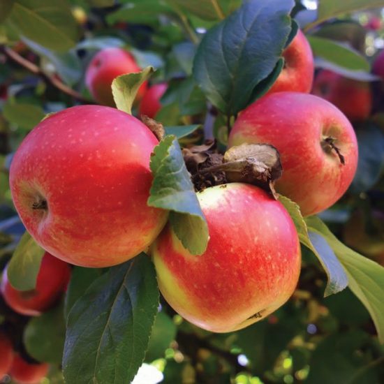 Jonathan Apples