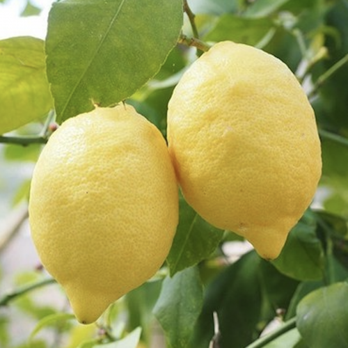 Kutdiken Lemons