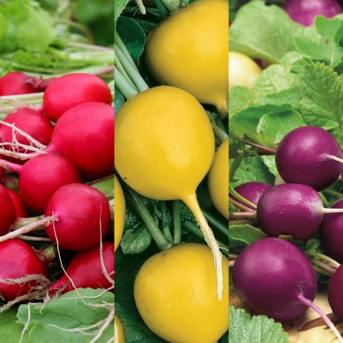 Late Variety