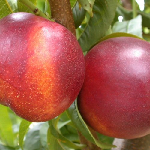 Nectarine Fantasia