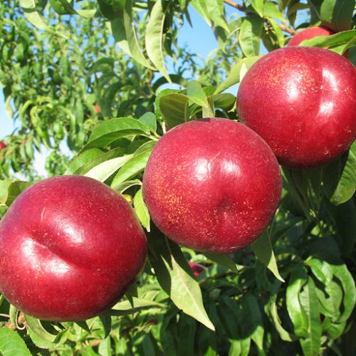Nectarine Tiffany