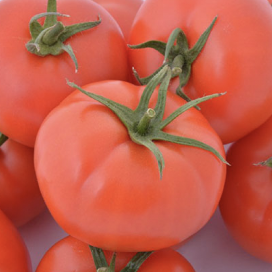 Oturak Tomatoes Adonis F1