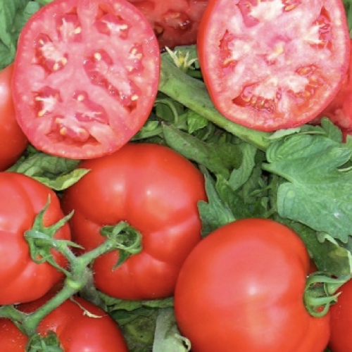 Oturak Tomatoes Cuma F1