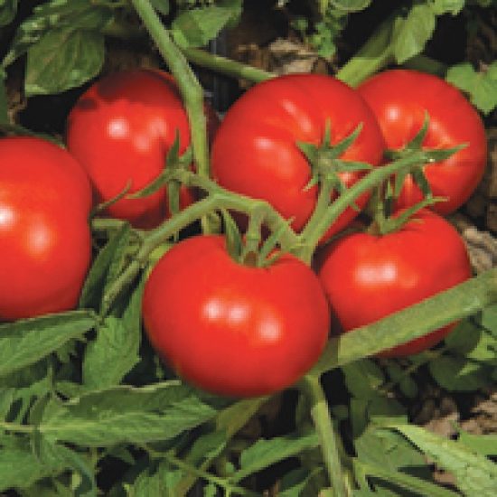 Oturak Tomatoes Elegro F1