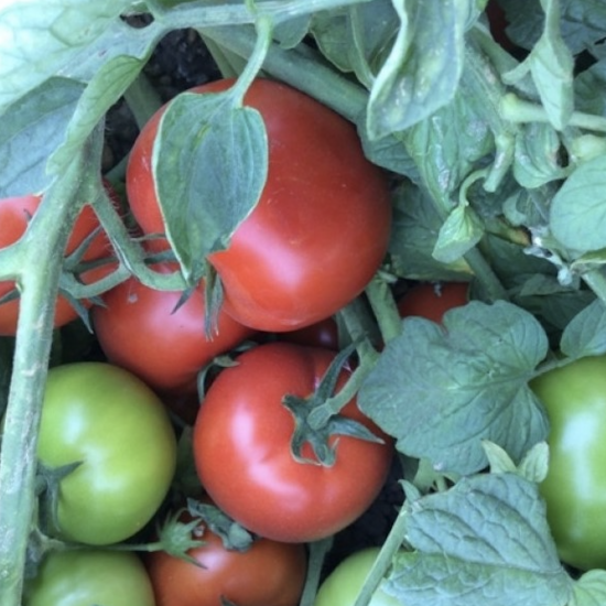 Oturak Tomatoes Super Red