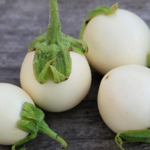 Patlıcan Ping Pong F1