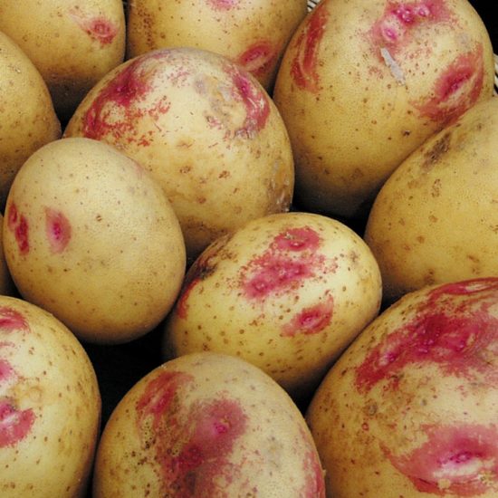 Picasso Potato