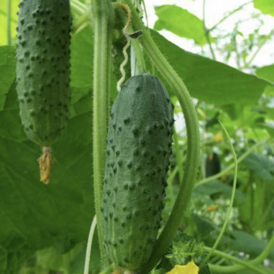 Pickled Cucumber Altai