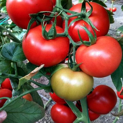 Pink Tomatoes Mira F1