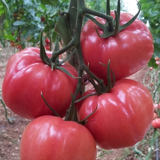 Pink Tomatoes Pembe Sultan