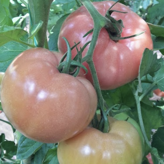 Pink Tomatoes Pembican F1