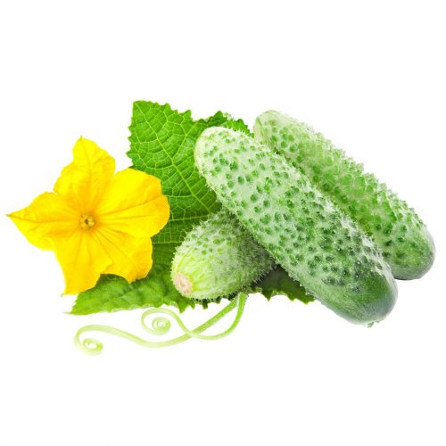 Prickly Cucumbers