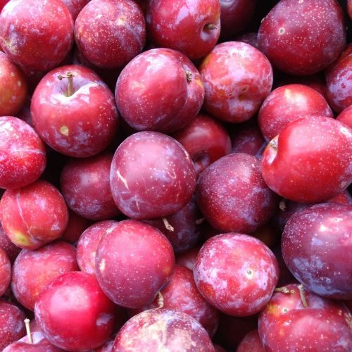 Red Beauty Plums