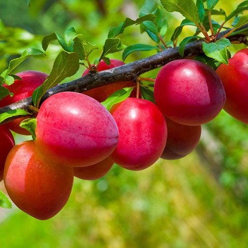 Red Beauty Plums