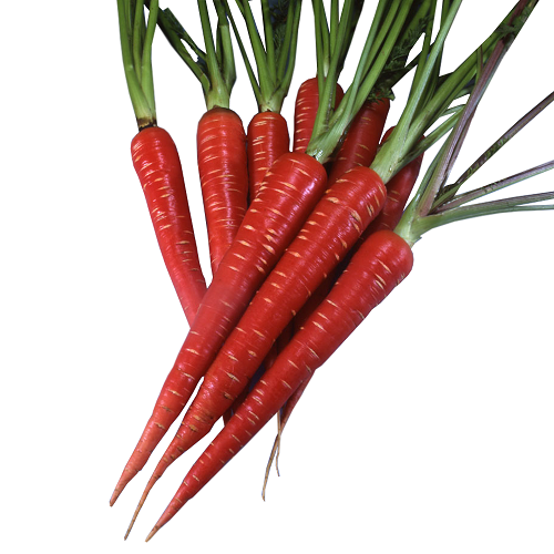Red Carrot