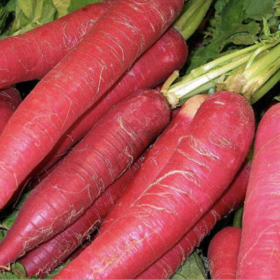 Red Giant Radish