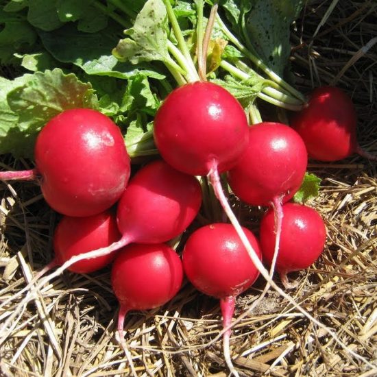 Saksa Radishes