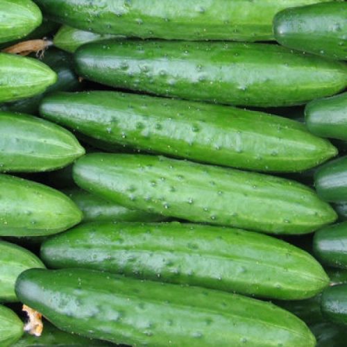 Salad Cucumbers Practic