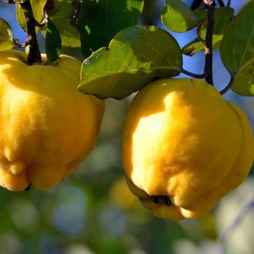 Seker Gevrek Quinces