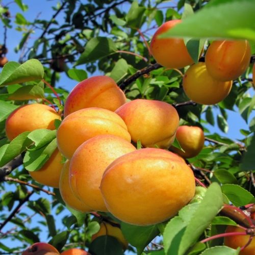 Sekerpare Apricots