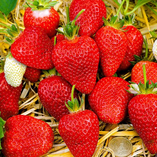 Strawberries Alba
