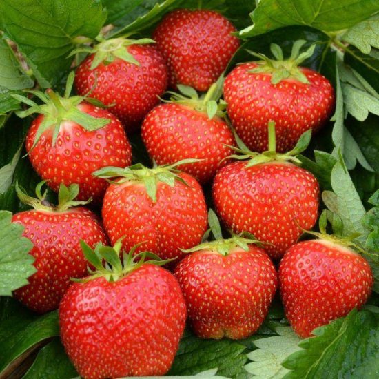 Strawberries Elsanta