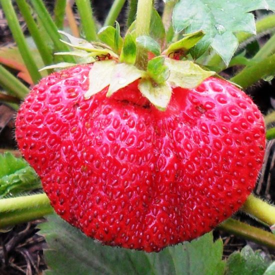 Strawberries Lord
