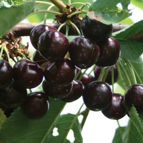 Sweet Cherries Napoleon