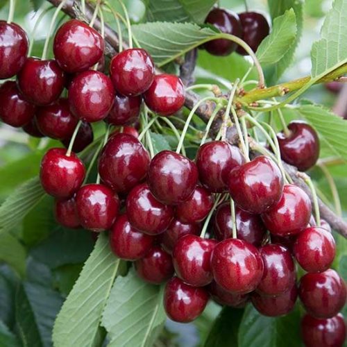 Sweet Cherries Regina